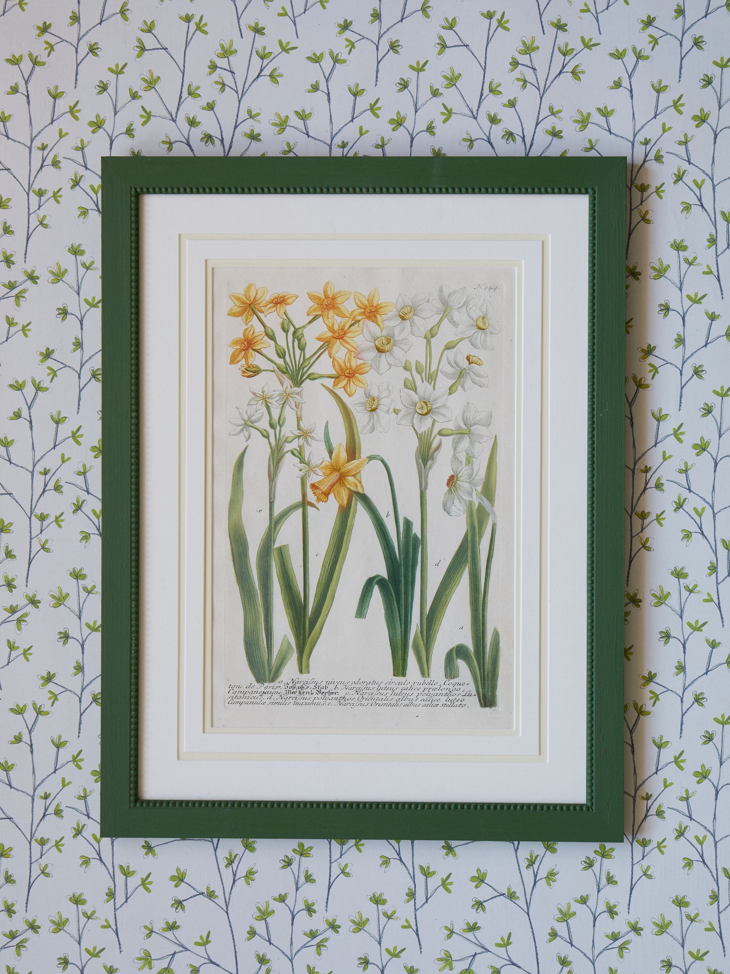 A Set of Early 18th Century Hand-Coloured Engravings of Narcissi by Johann Weinmann