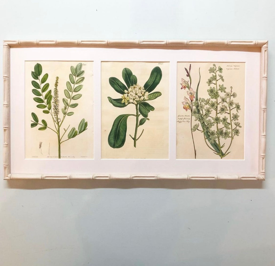 Antique Botanical Prints of White Flowers in Bamboo Frames