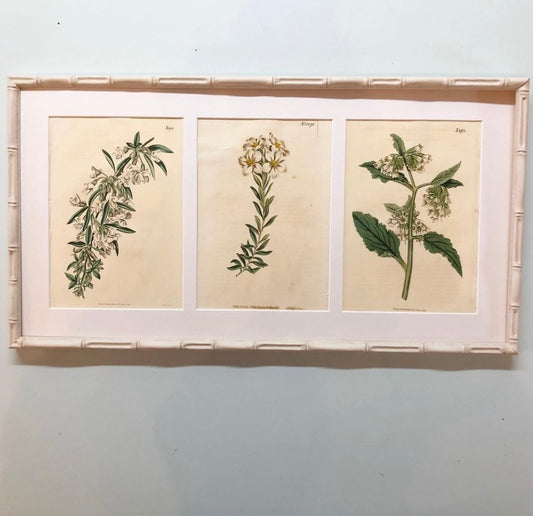 Antique Botanical Prints of White Flowers in Bamboo Frames