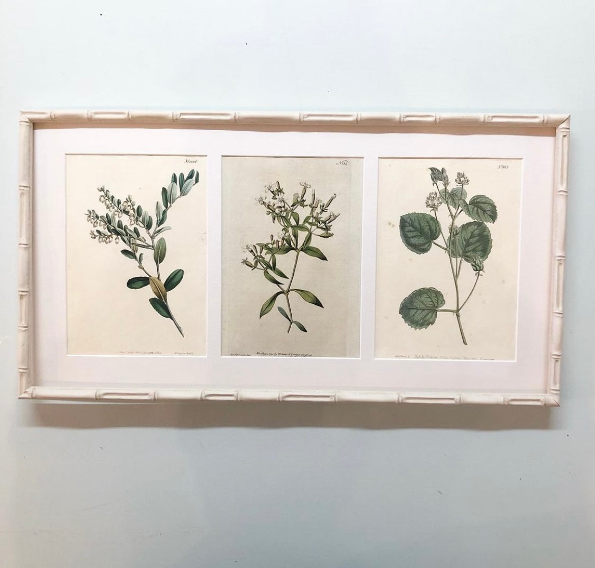Antique Botanical Prints of White Flowers in Bamboo Frames